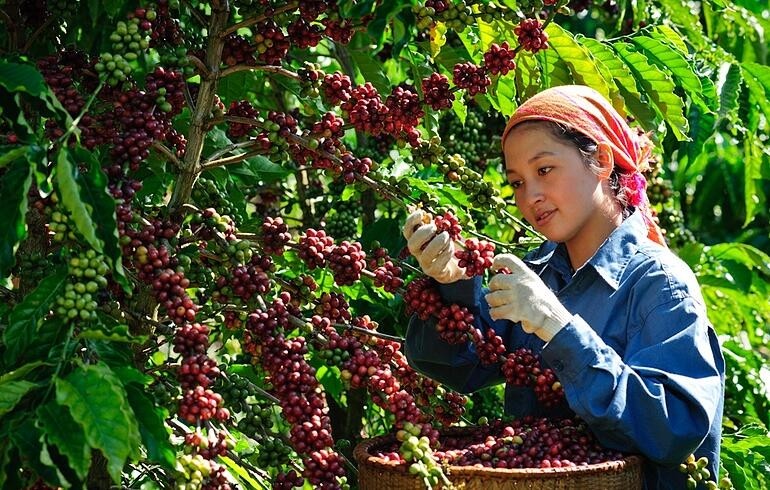 Giá cà phê xuất khẩu giảm sâu khi tồn kho tăng trở lại