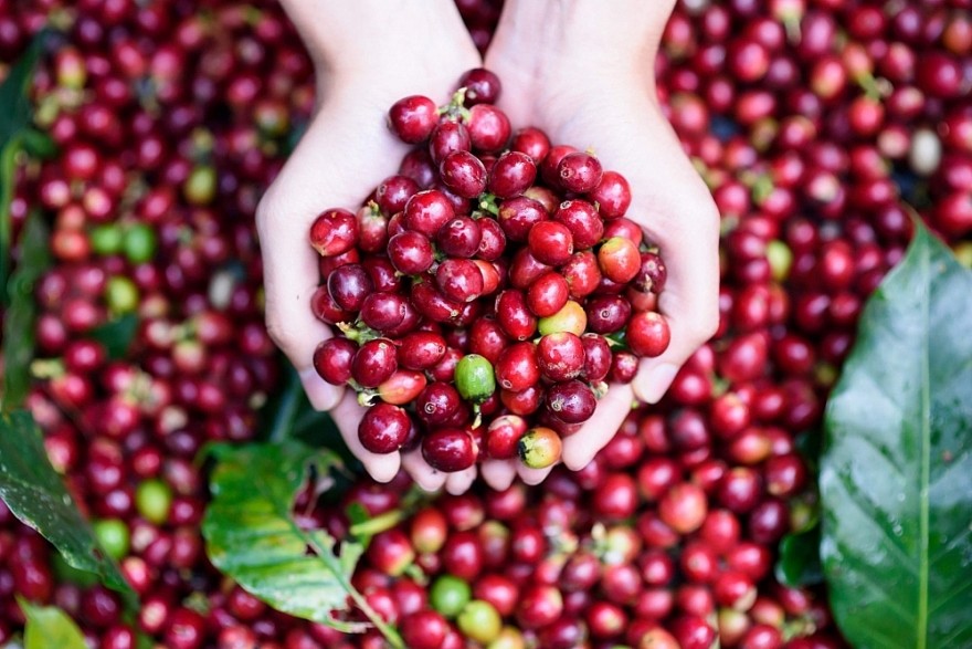 Việt Nam xuất khẩu 956.000 tấn cà phê, tổng kim ngạch đạt hơn 3 tỷ USD